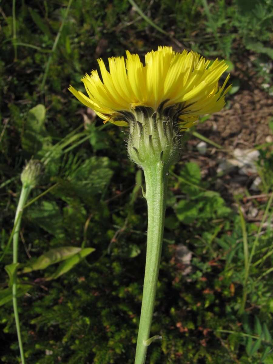 Image of Hypochaeris maculata L.