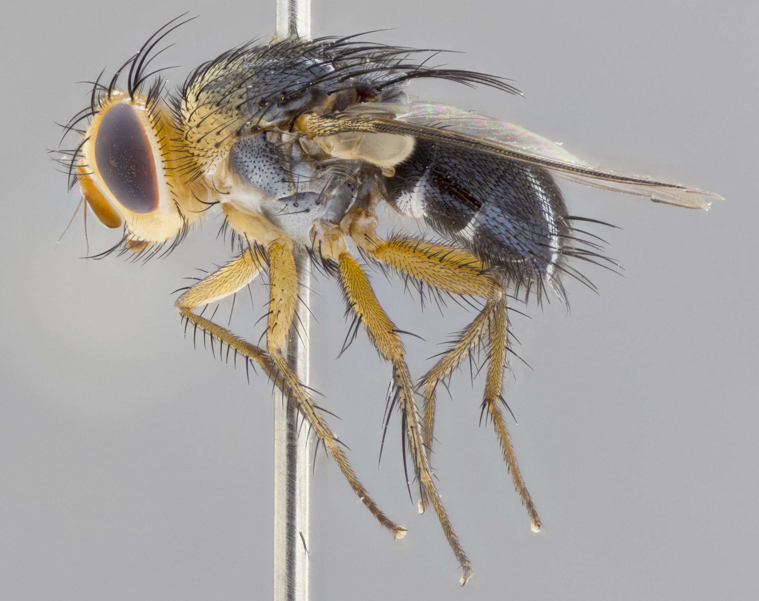 Image of Tachininae