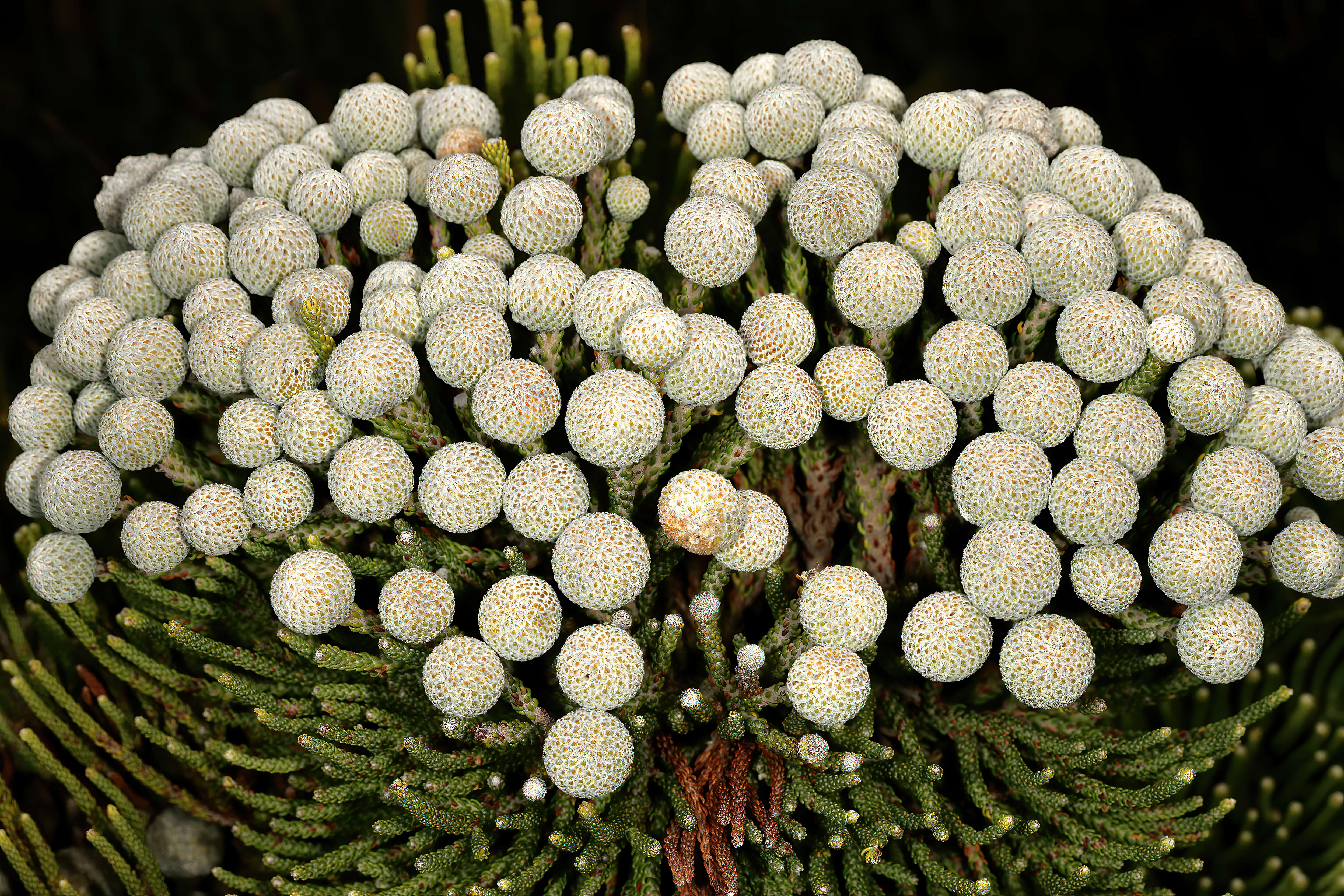 Sivun Brunia noduliflora P Goldblatt & J. C. Manning kuva