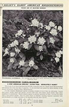 Plancia ëd Rhododendron minus Michx.