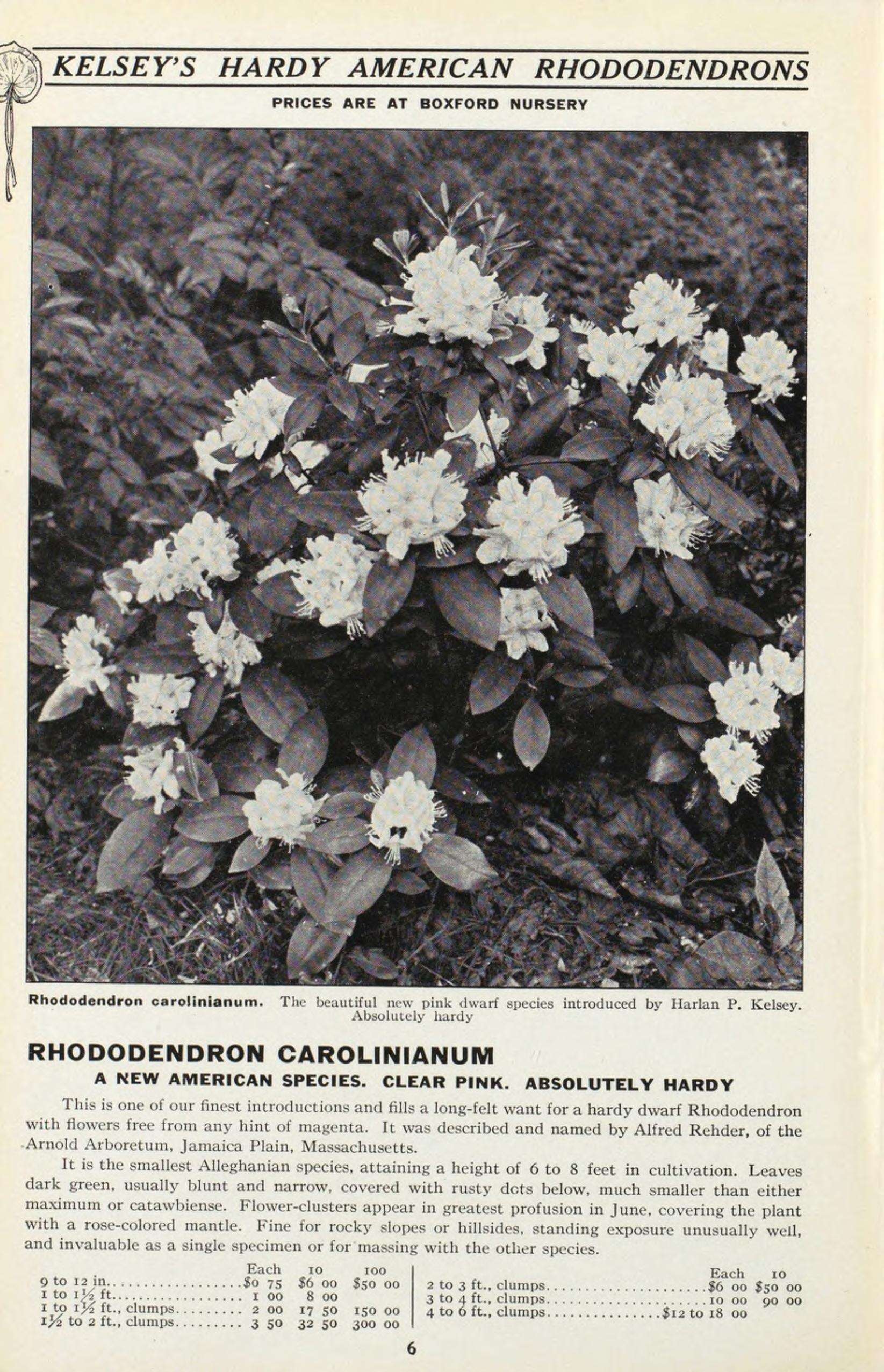 Plancia ëd Rhododendron minus Michx.