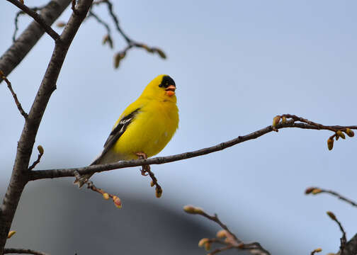 Image of American Goldfinch