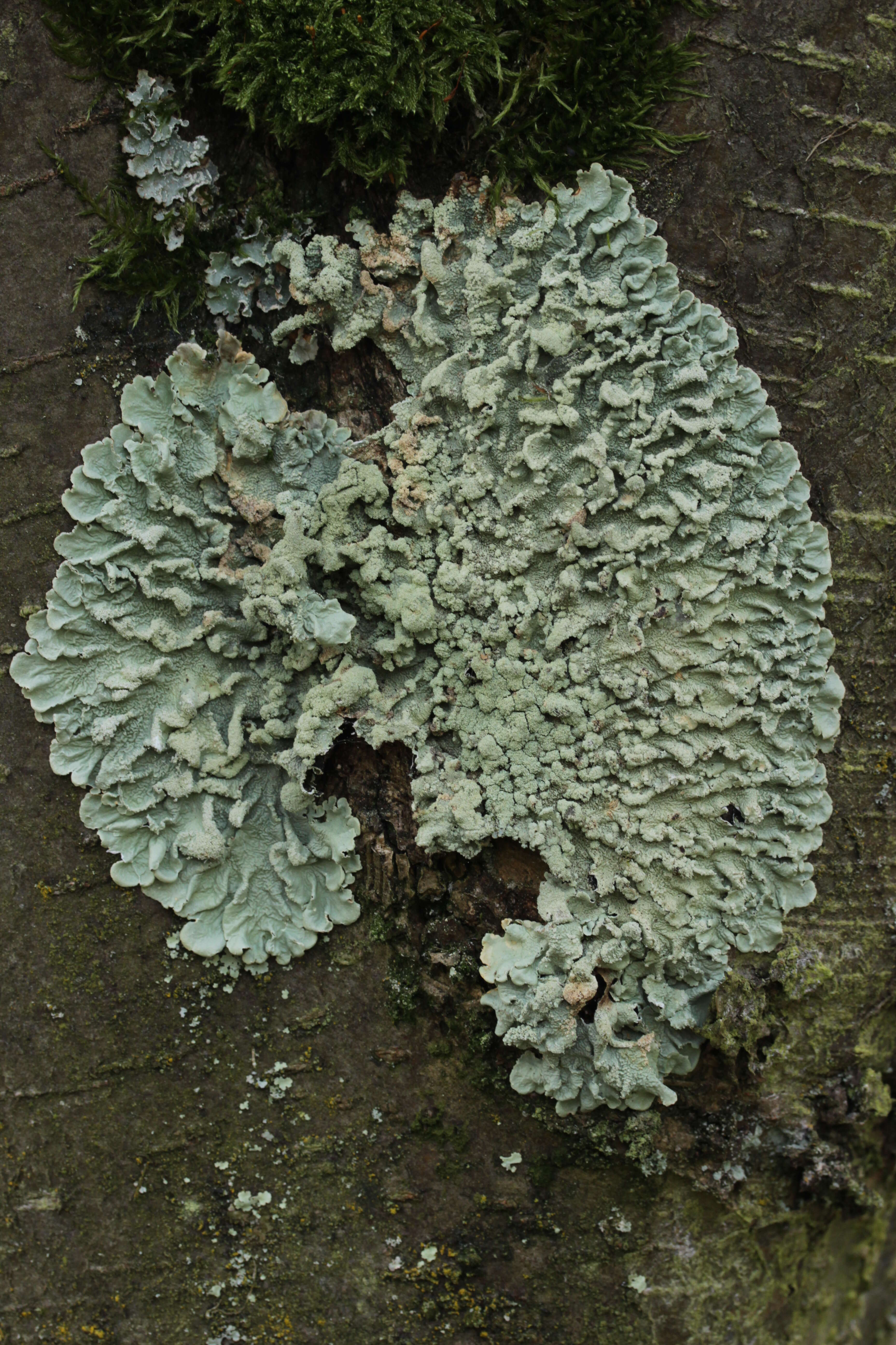 Image of Flavoparmelia soredians (Nyl.) Hale