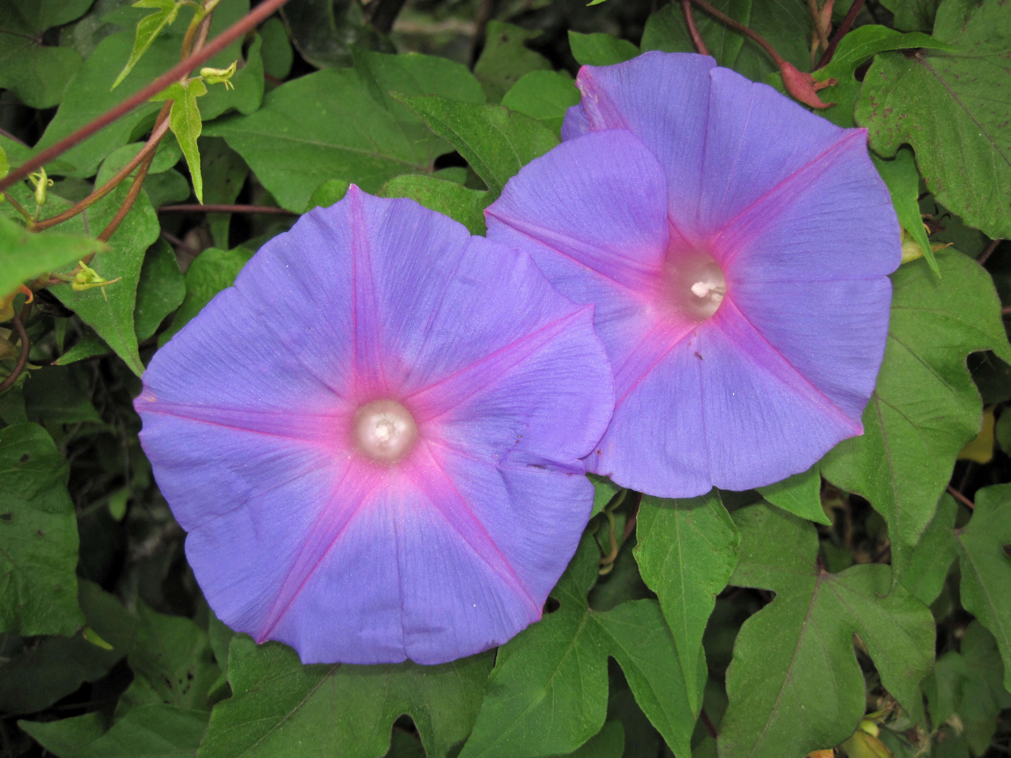 Image of Ivyleaf morning-glory