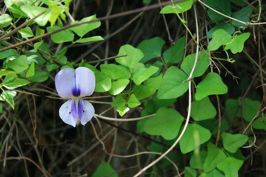 Image of blackeyed pea