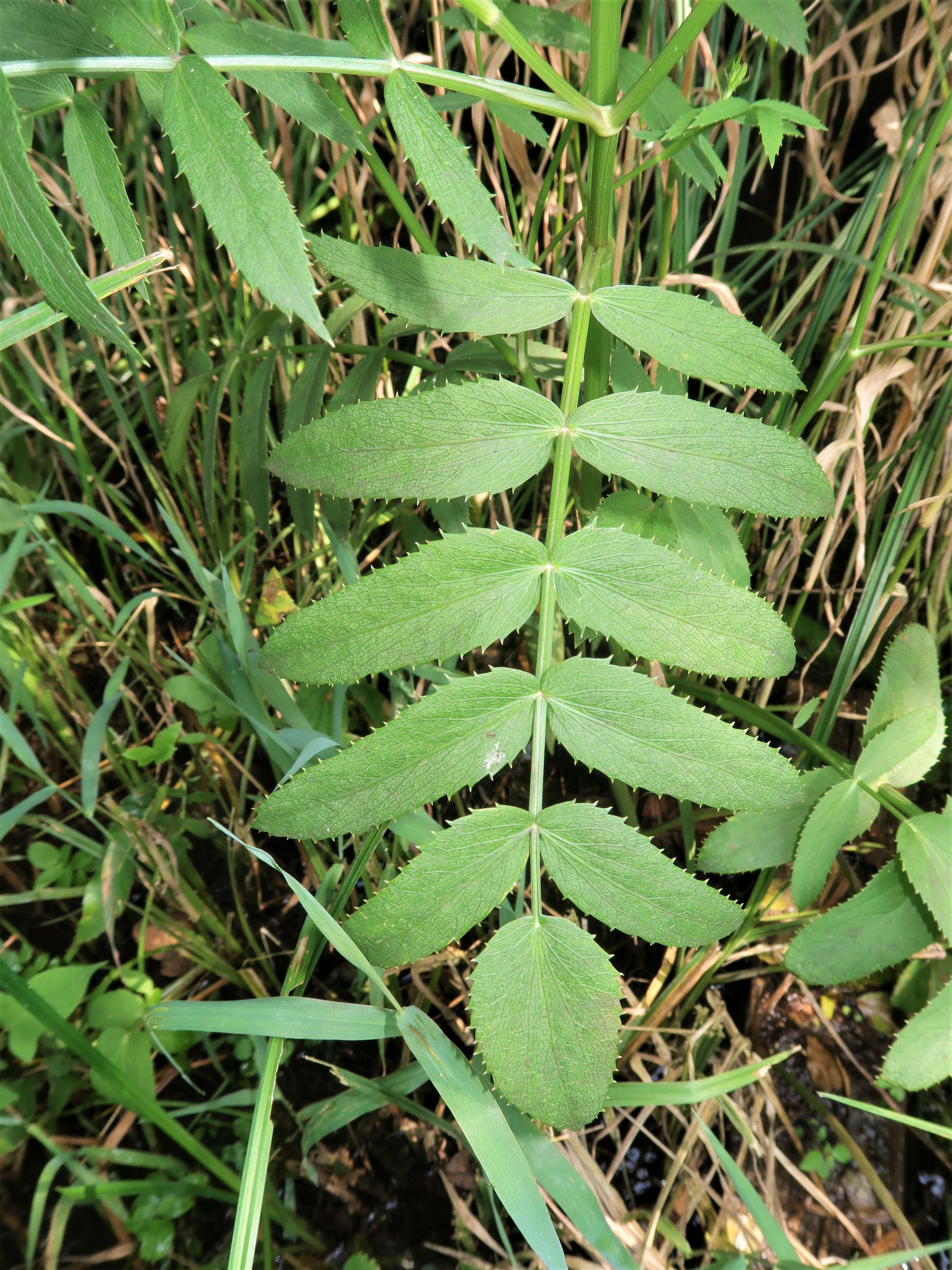 Image of hemlock waterparsnip