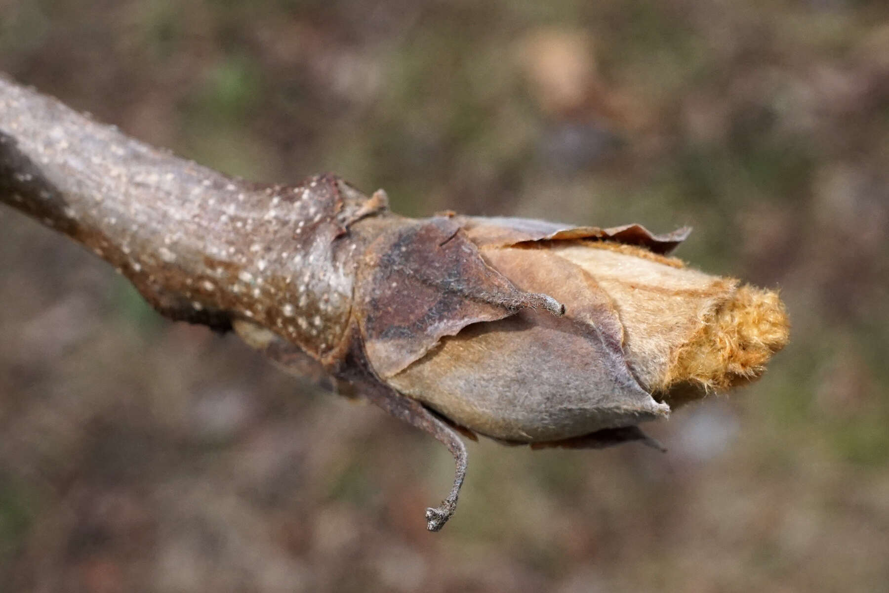 Image of shellbark hickory