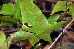 Plancia ëd Asplenium hemionitis L.