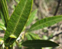 Слика од Searsia angustifolia (L.) F. A. Barkley