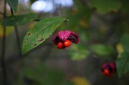 Euonymus americanus L. resmi