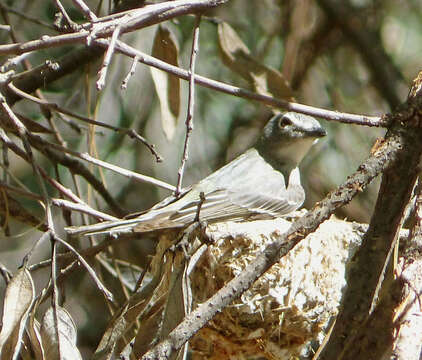 Image of Plumbeous Vireo