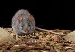 Image of Smoky Mouse