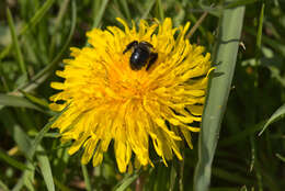 Image de Andrena cineraria (Linnaeus 1758)