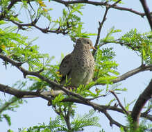 Image of Common Ground Dove