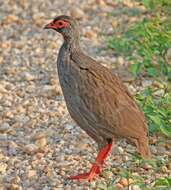 Image of Red-necked Francolin