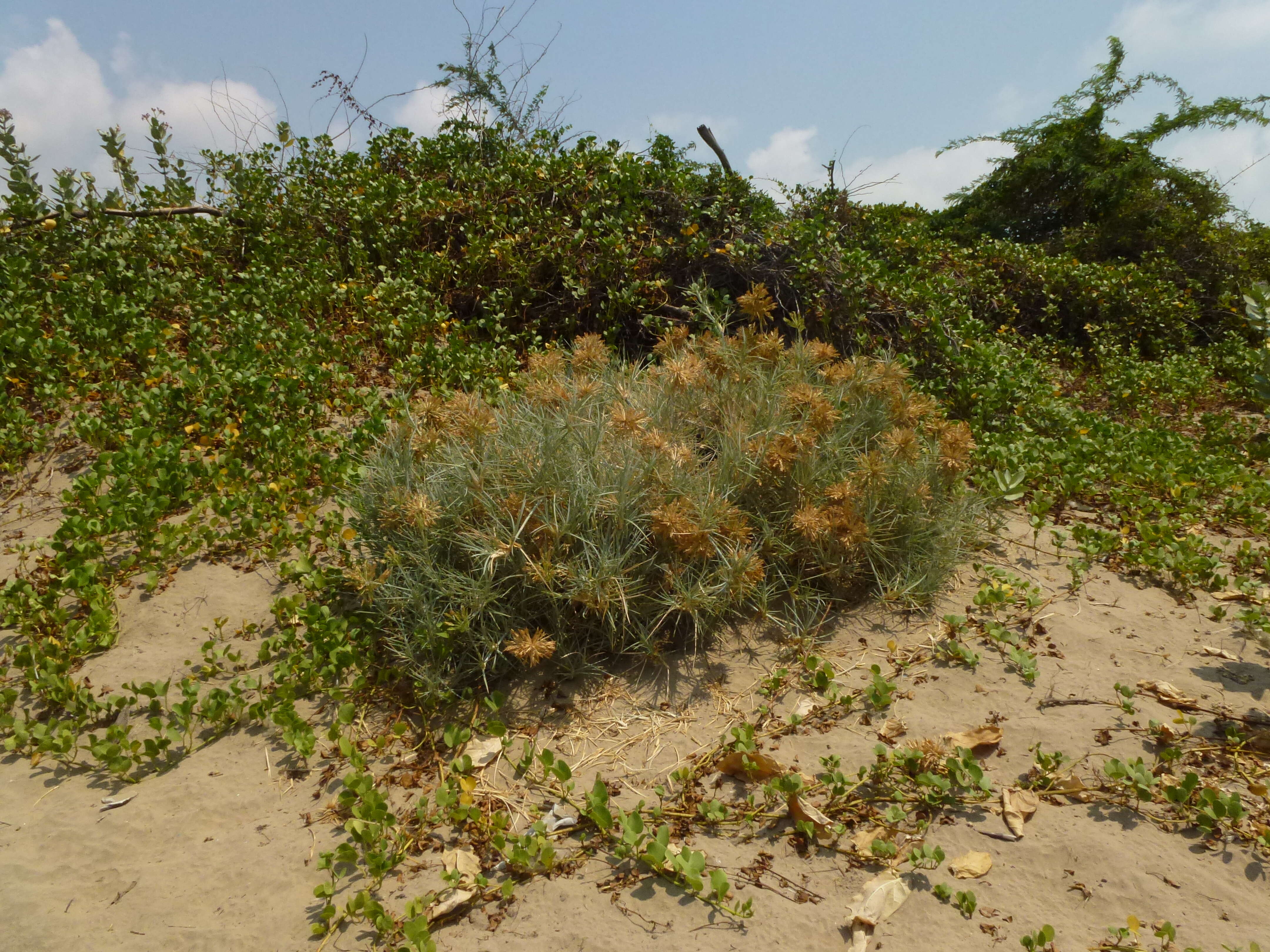 Image of Spinifex littoreus (Burm. fil.) Merr.