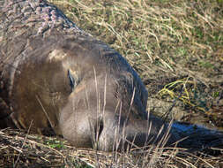 Image de Éléphant de mer du nord