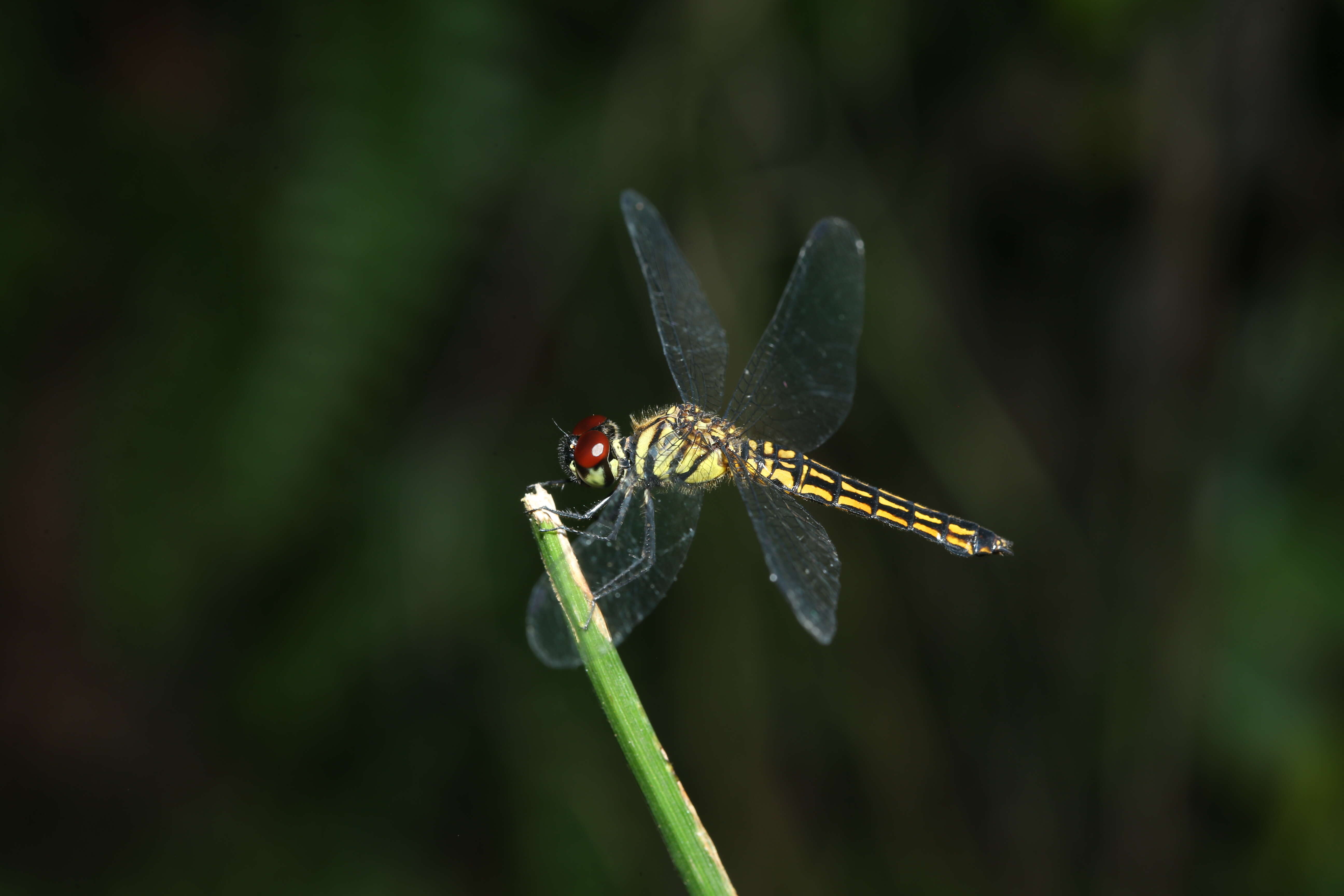 Image of little bloodtail