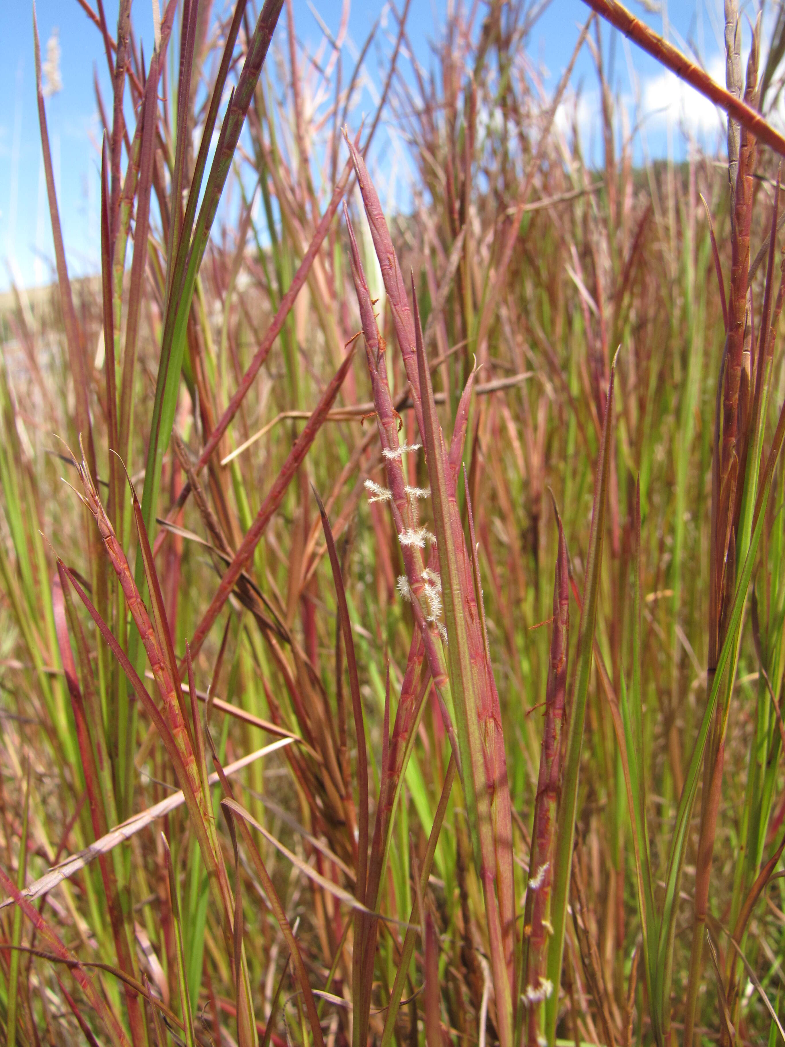 Image of limpograss