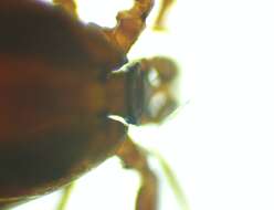 Image of Deer tick