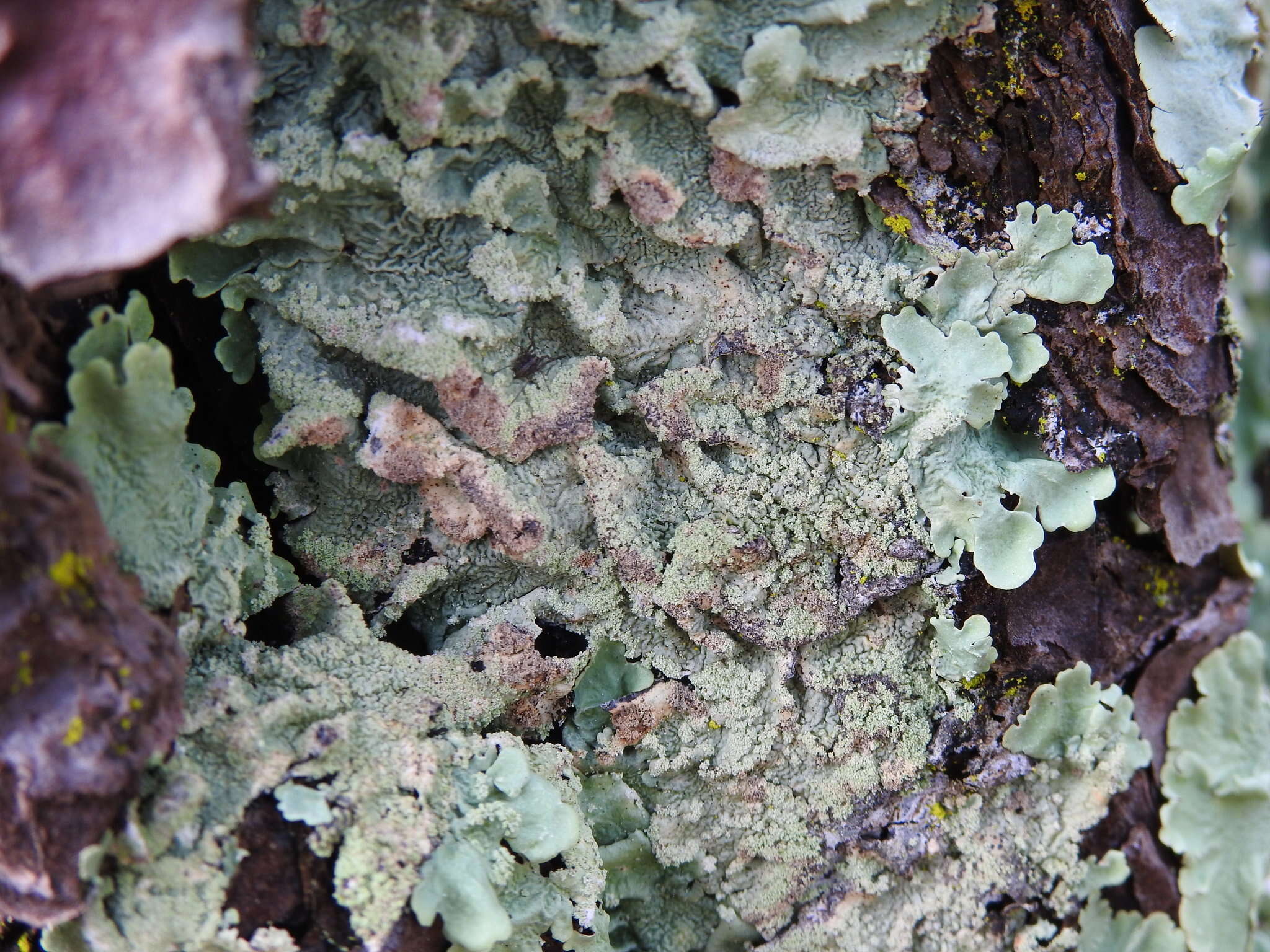 Image of Common greenshield lichen