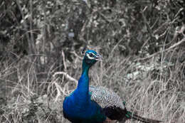 Image of Asiatic peafowl