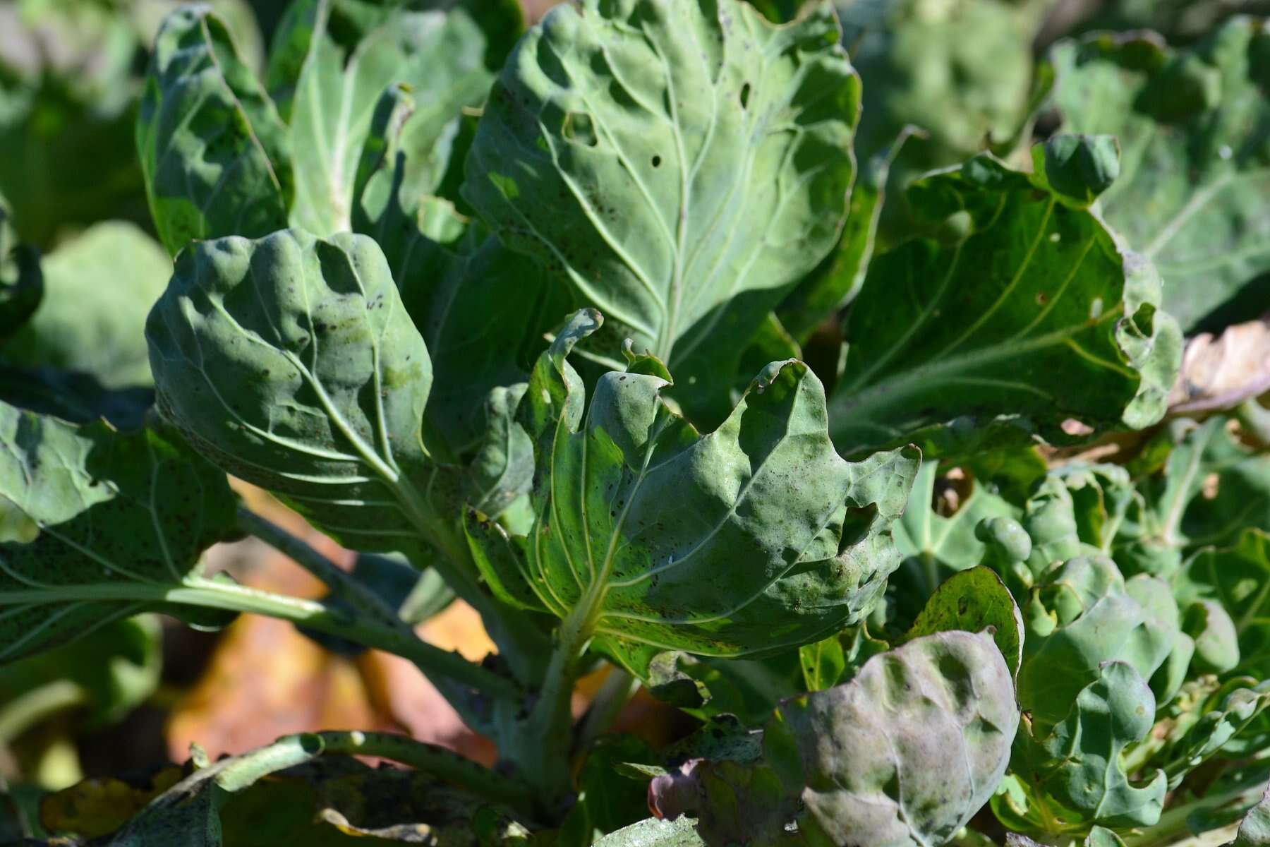 Image of Wild Mustard