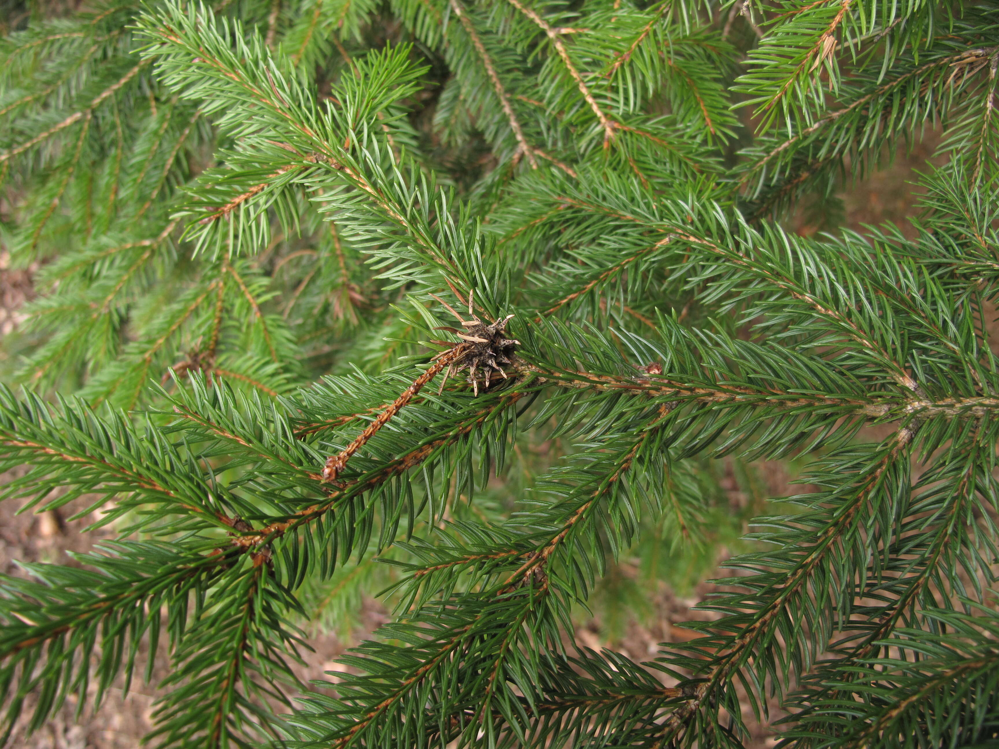 Image of Eastern Spruce Gall Adelgid