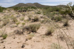 Image of mesa dropseed