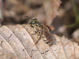 Image of Halictus tumulorum (Linnaeus 1758)