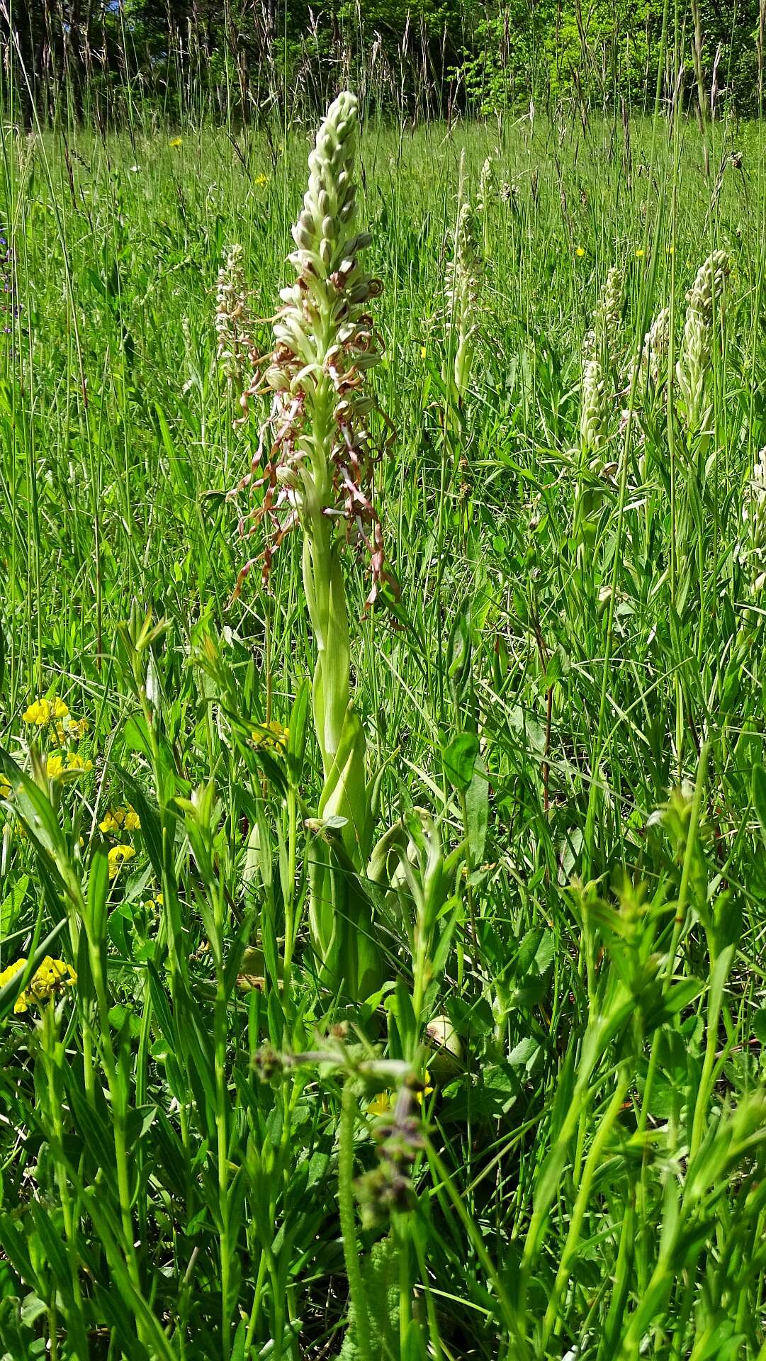 Himantoglossum hircinum (L.) Spreng. resmi