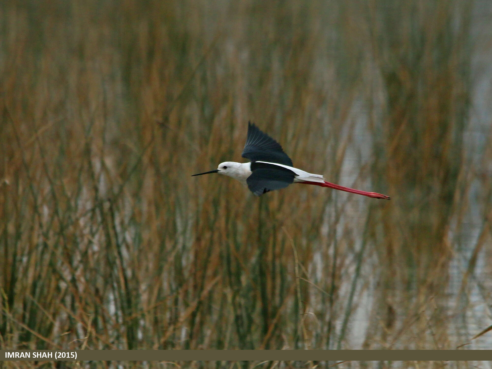 Image of Black-winged Stilt