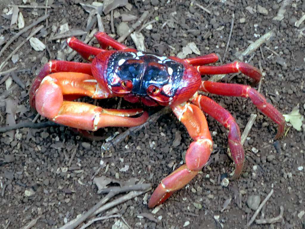 Image of Christmas Island red crab