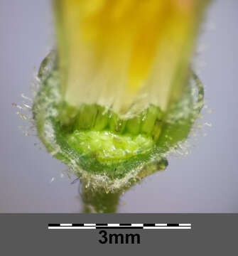 Image of smooth hawksbeard