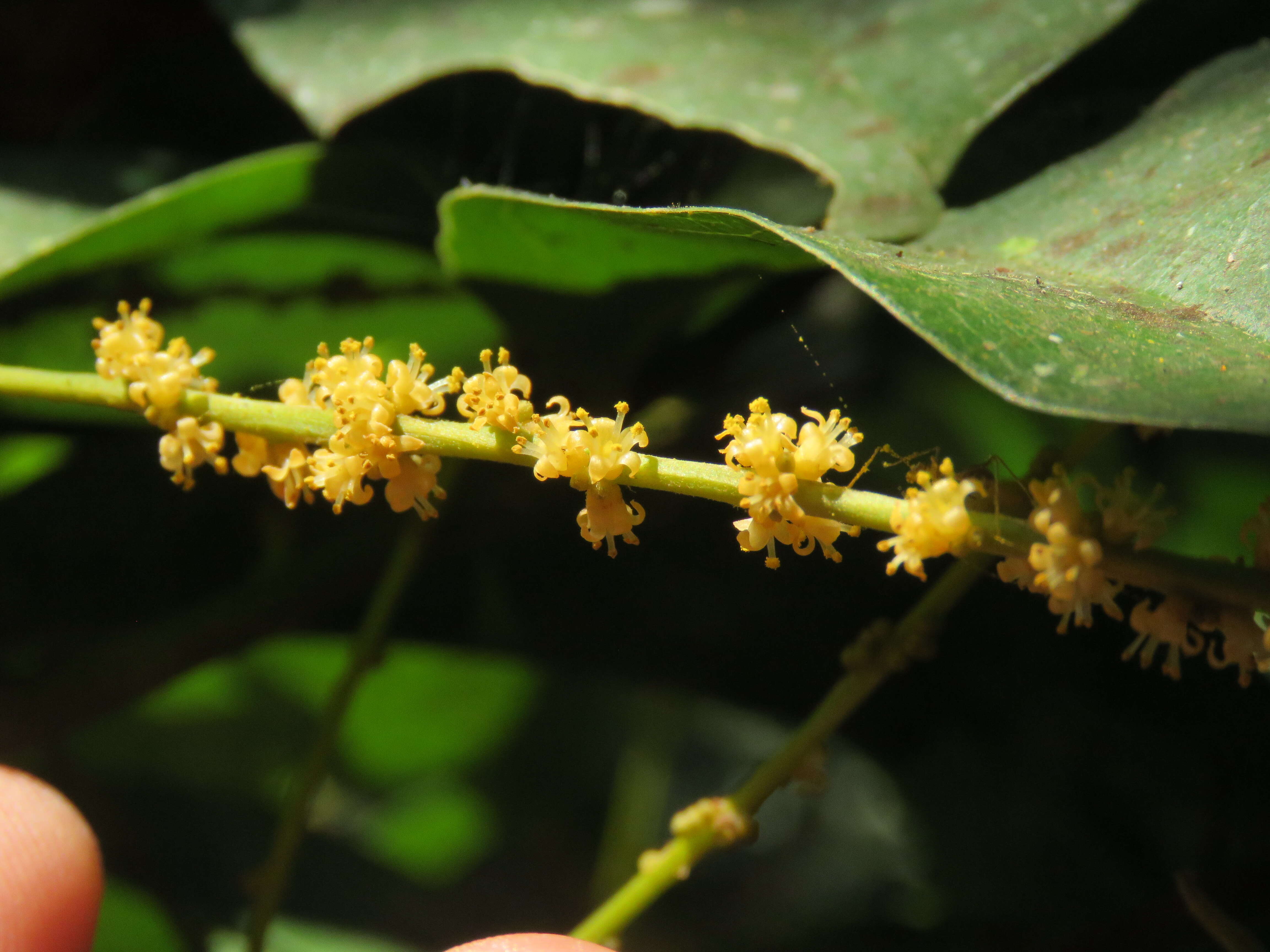 Image of Sarcostigma kleinii Wight & Arn.