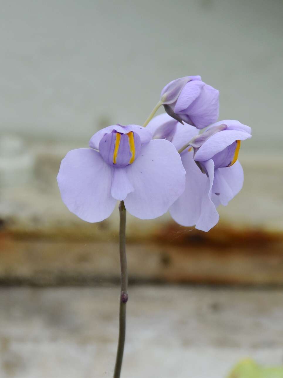 Imagem de Utricularia reniformis A. St. Hil.