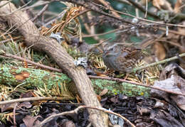 Image of Dunnock