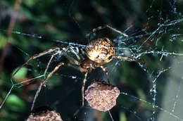 Image of Parasteatoda