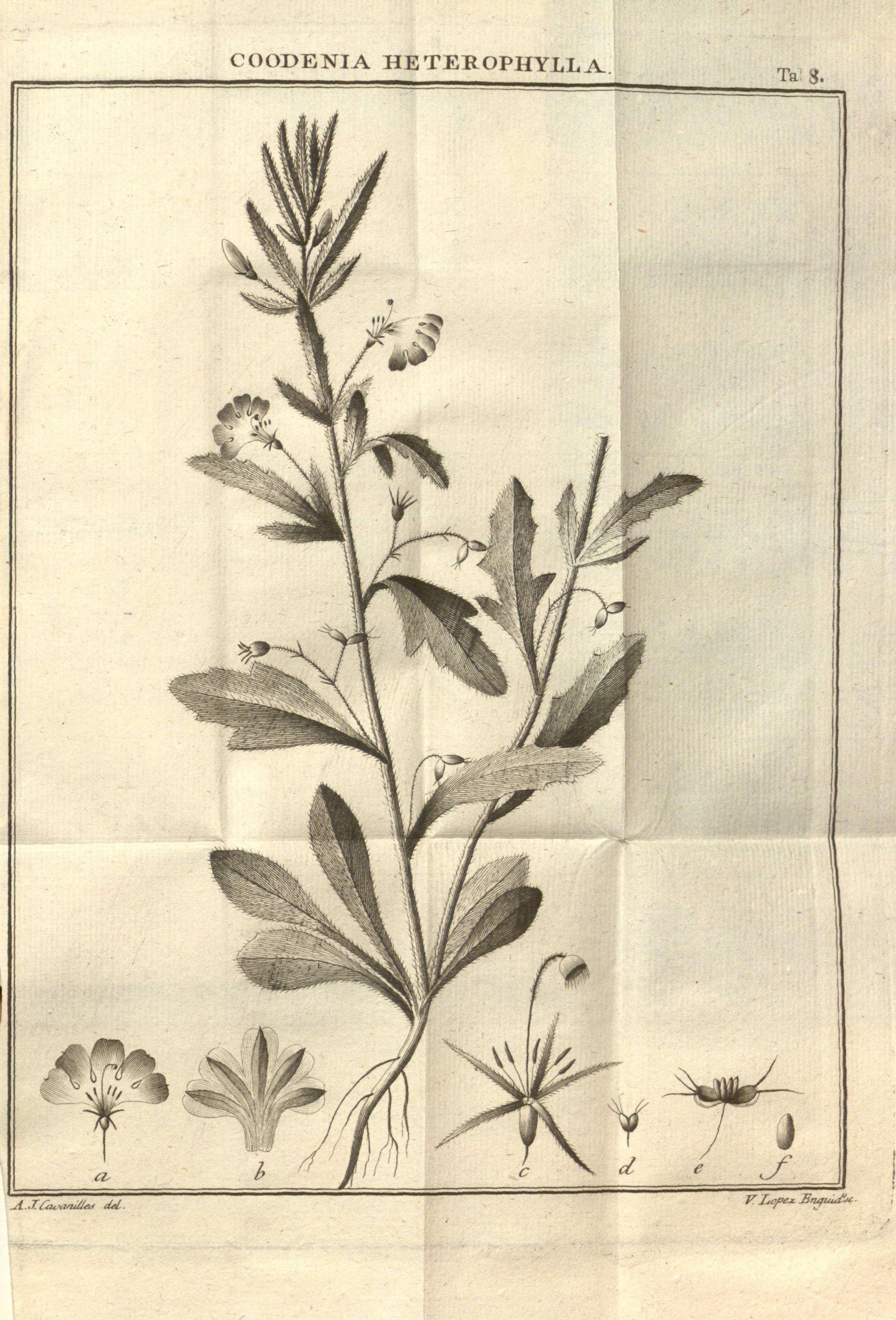 Image of Goodenia heterophylla Sm.