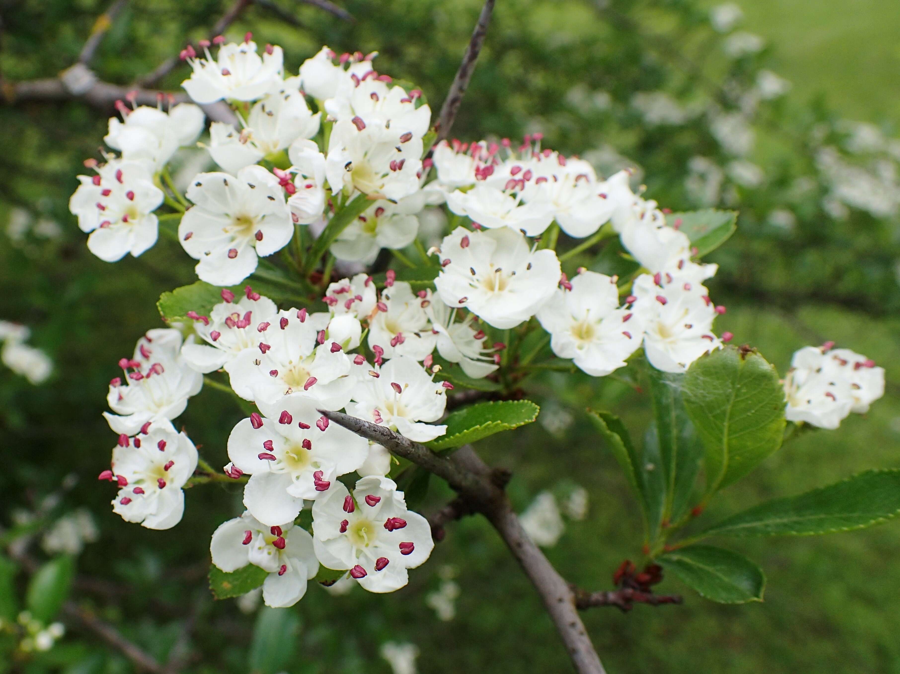 Image of Cockspur Hawthorn