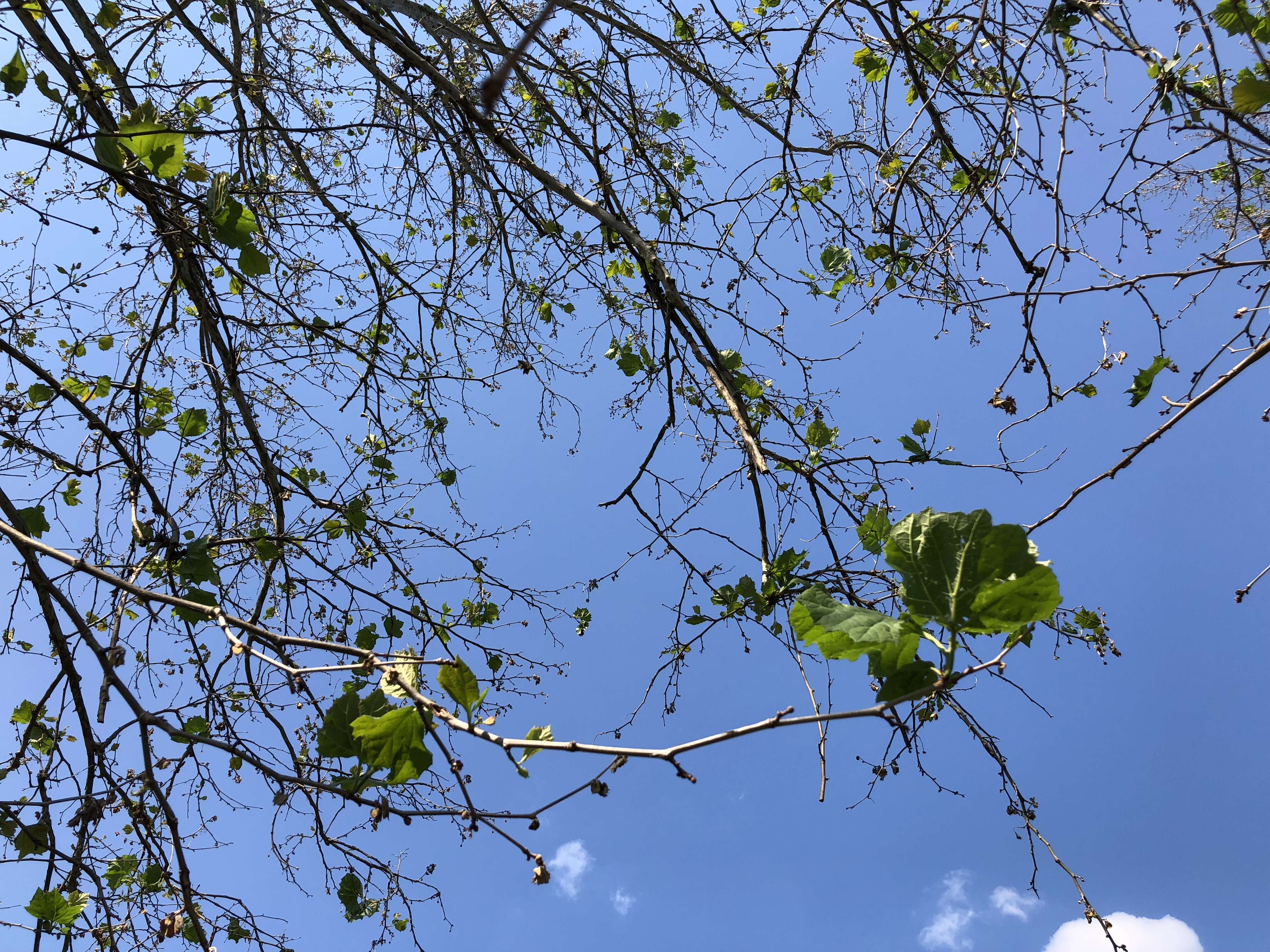 Image of Plane anthracnose