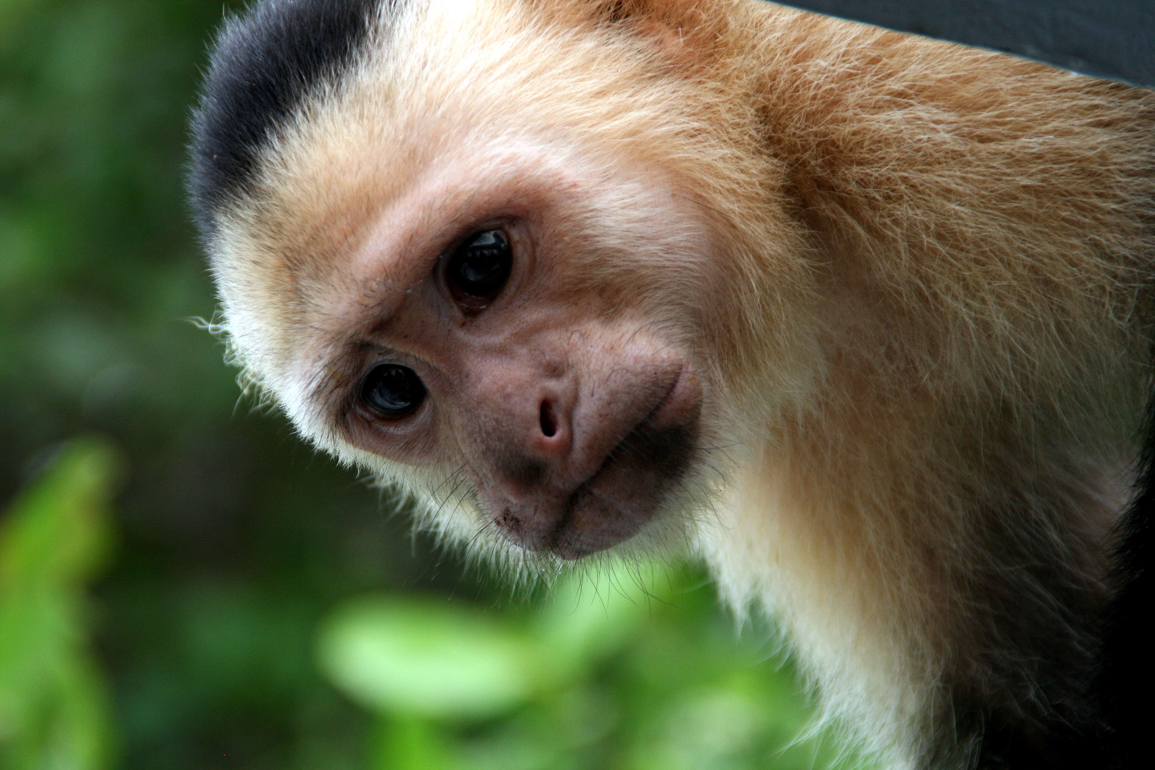 Image of Panama capuchin monkey