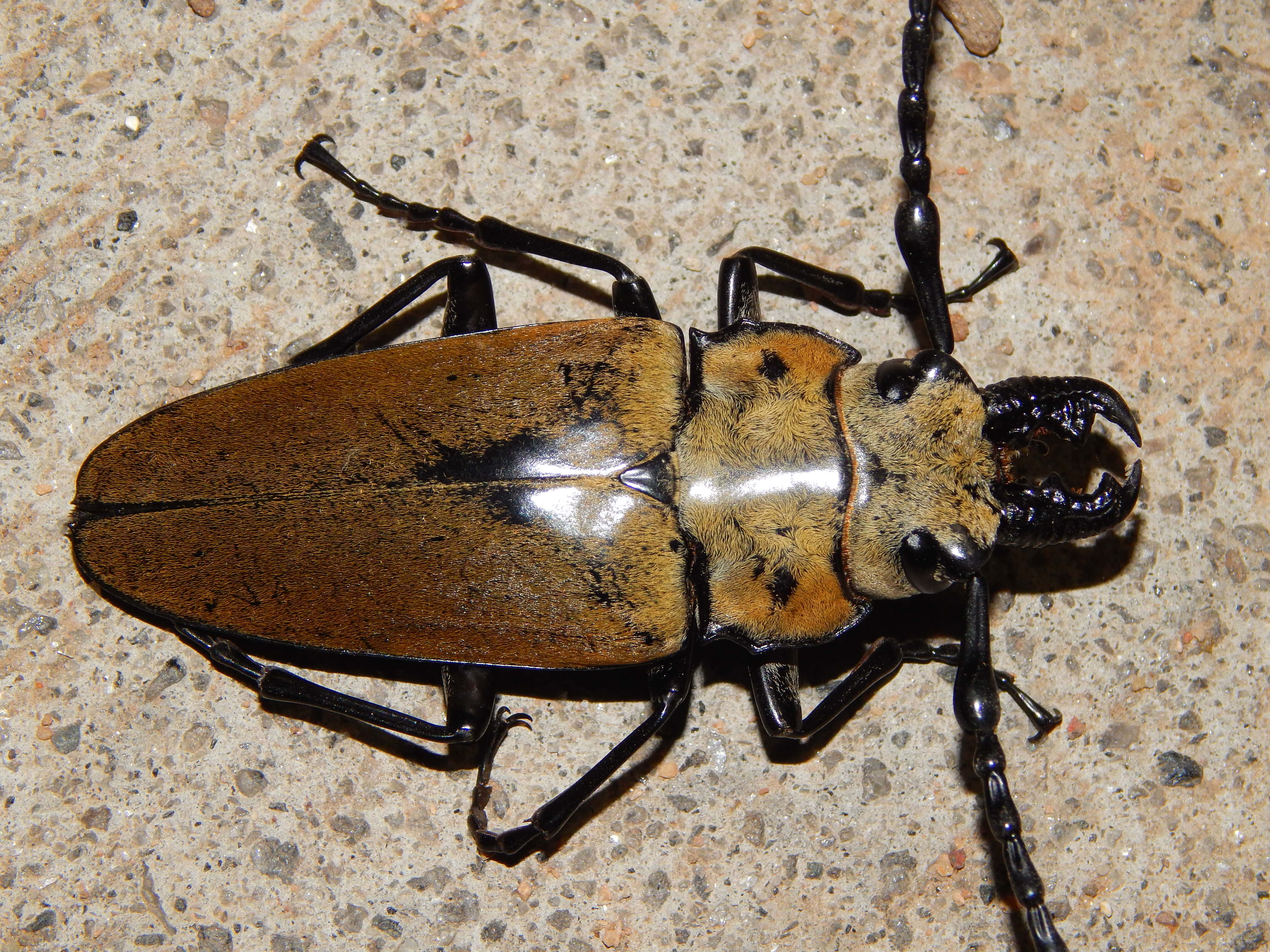 Image of Trictenotoma grayi Smith 1851