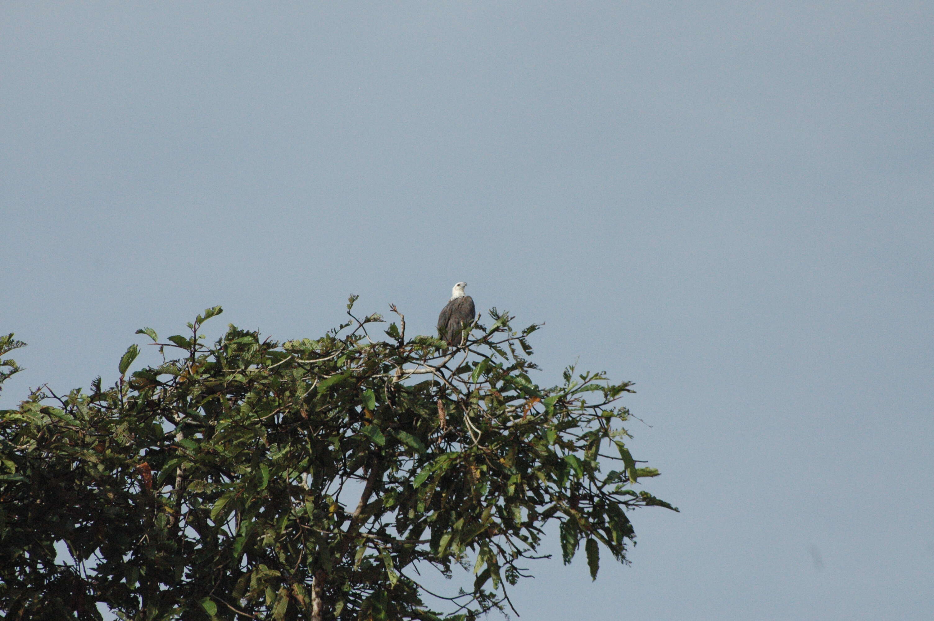 Image of White-bellied Sea Eagle