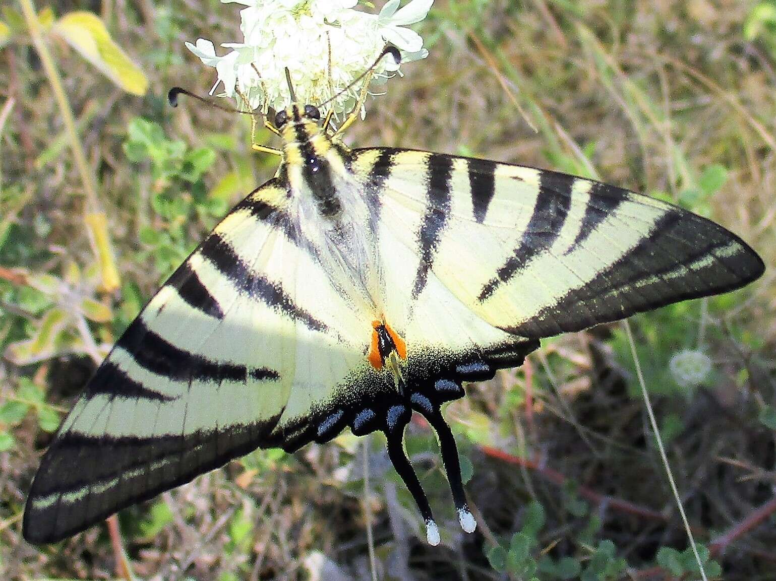 Imagem de Iphiclides