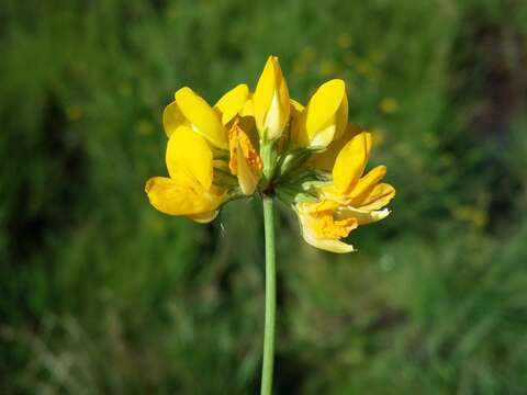 Imagem de Lotus pedunculatus Cav.