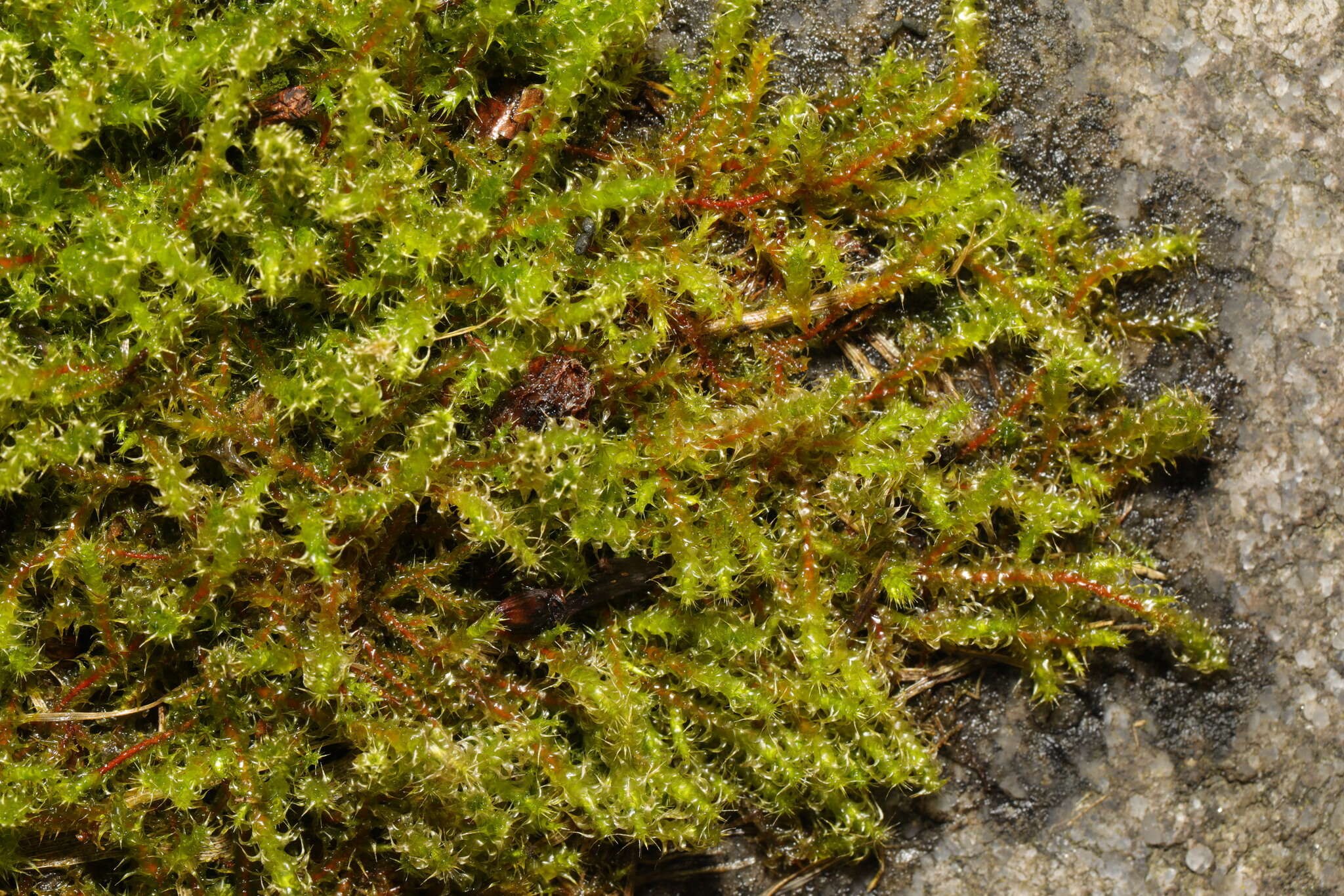 Image of square goose neck moss