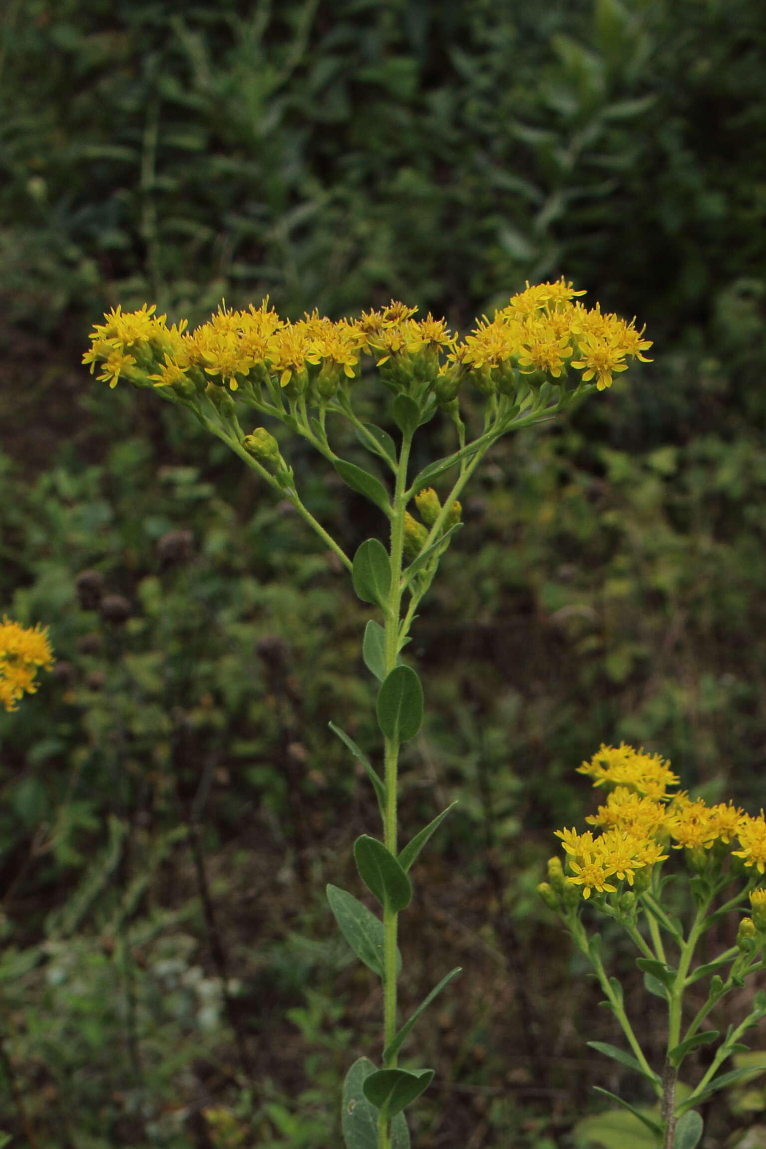 Слика од Solidago rigida L.