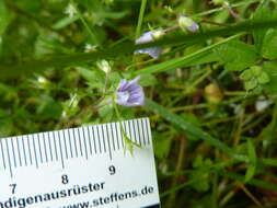 Image of Wood speedwell