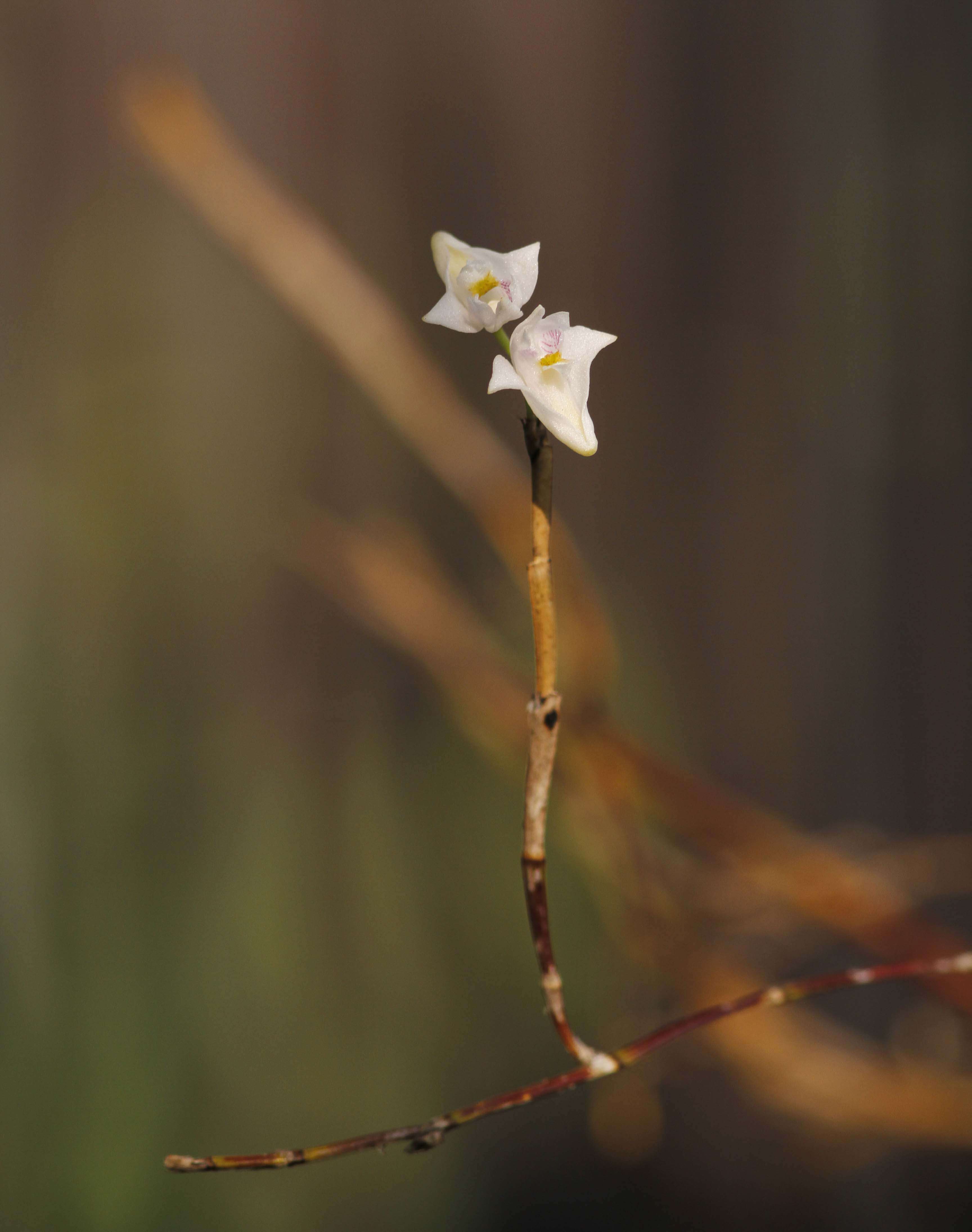 Image of Dendrobium angulatum Lindl.